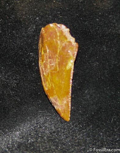 Dromaeosaur (Raptor) Tooth From Morocco #712